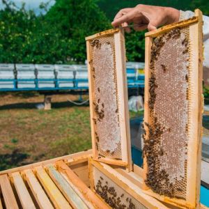 Beehive Management Systems