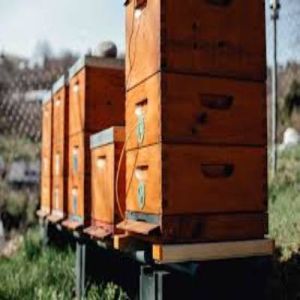 Bee Farming Technology